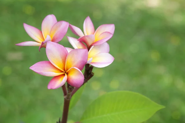 Κοντινό πλάνο των λουλουδιών Frangipani — Φωτογραφία Αρχείου