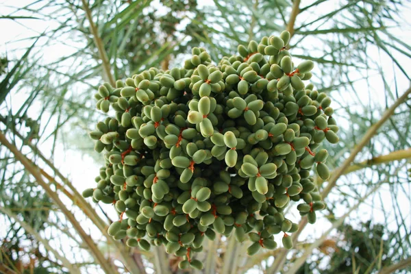 Green dates on a palm tree — Stock Photo, Image