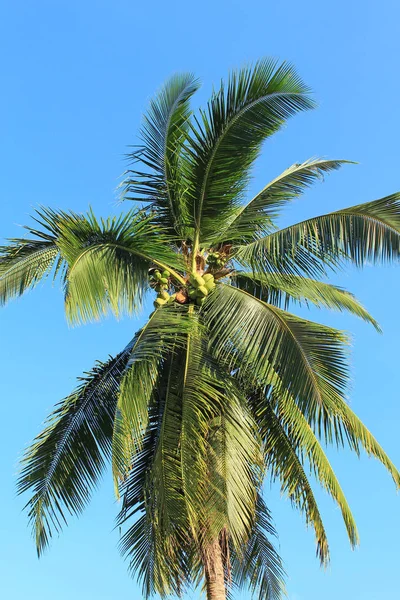Kokosowe plantacji w Tajlandii — Zdjęcie stockowe