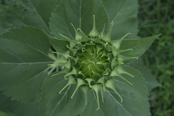 Close-up beeld van groene zonnebloem bud — Stockfoto