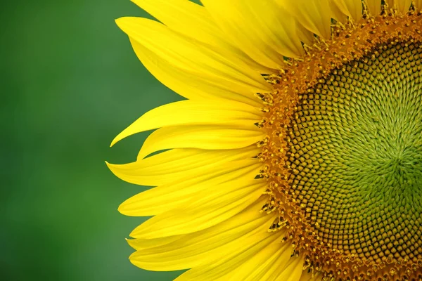 Gele zonnebloem op plant — Stockfoto