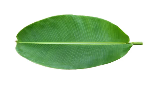 흰 배경에 분리 된 신선 한 바나나 잎 — 스톡 사진