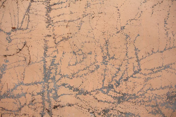 Fundo de cimento com textura de planta seca — Fotografia de Stock
