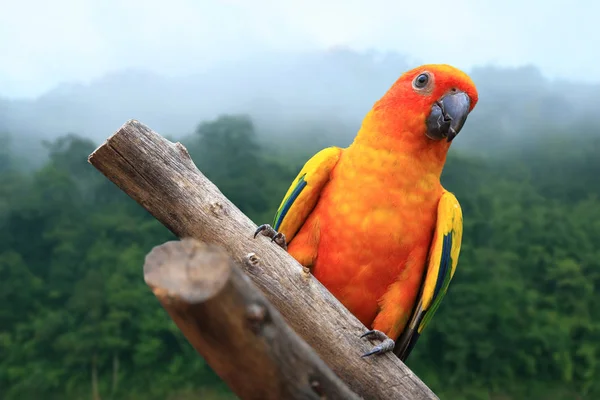Macaw Parrot on forest background — Stock Photo, Image