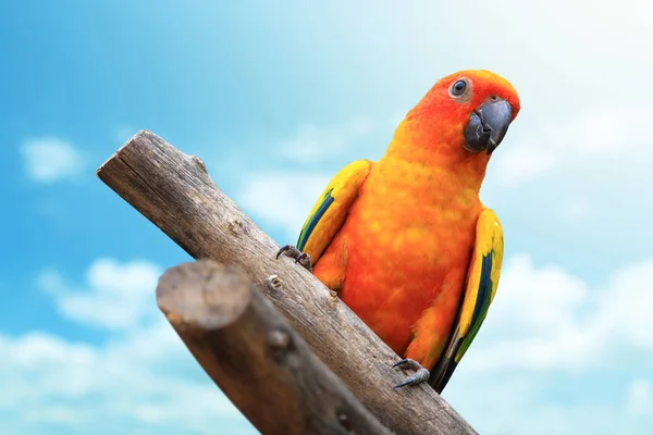 Macaw Parrot with blue sky — Stock Photo, Image