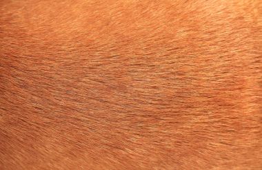 Kahverengi köpek kürk arka kapatmak