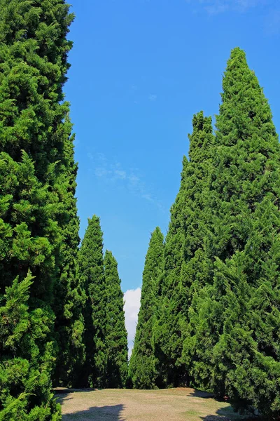 Pines in royal flora garden, Chiangmai — Stock Photo, Image