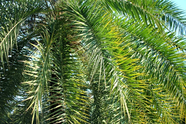 Groene palmbladeren achtergrond — Stockfoto