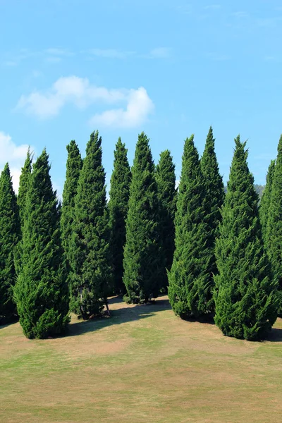 Pines in royal flora garden, Chiangmai — Stock Photo, Image