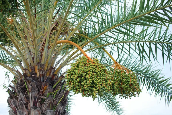 Grüne Datteln auf einer Palme — Stockfoto