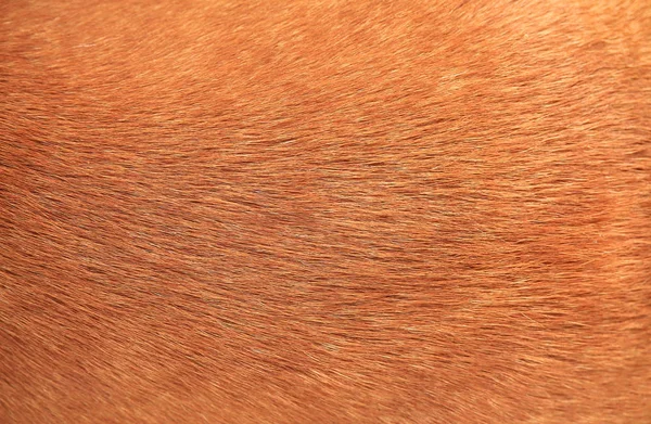 Közelről barna kutya szőr háttér — Stock Fotó