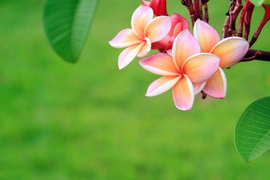 pembe frangipani çiçek