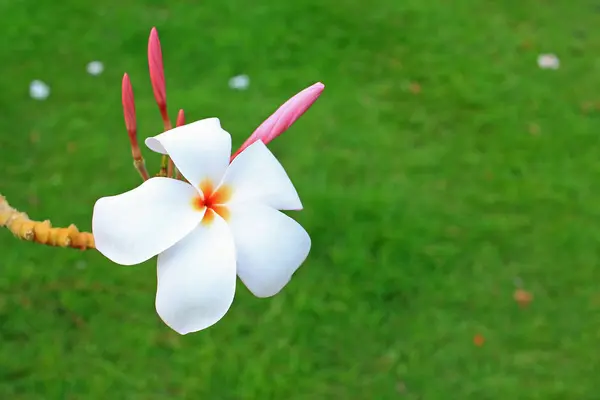 Weiße Pflaumenblüte — Stockfoto