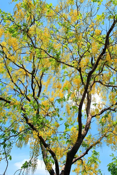 Złoty prysznic kwiat (cassia przetoki) w Tajlandii — Zdjęcie stockowe