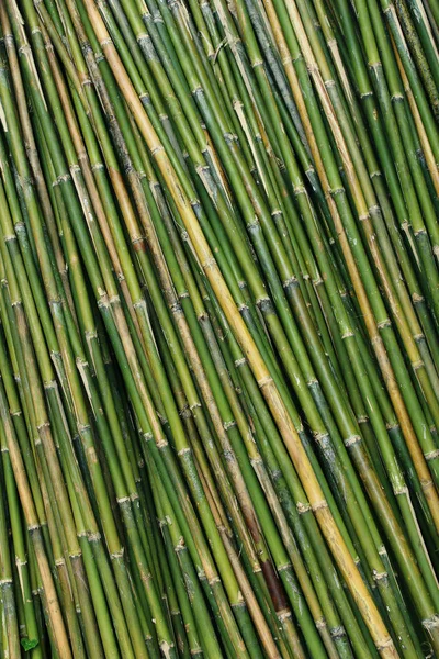 Fundo de bambu verde Imagens De Bancos De Imagens