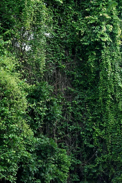 Kilátás nyílik a trópusi esőerdők, Thaiföld — Stock Fotó