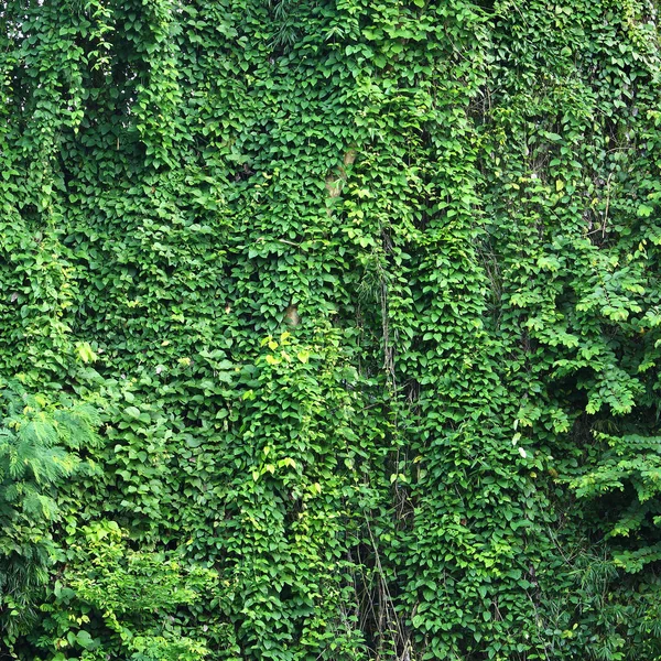 Veduta della foresta pluviale tropicale, Thailandia — Foto Stock