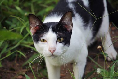 Çim açık havada Tay kedi