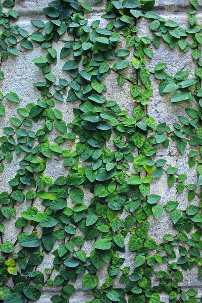 Зеленое ползучее растение на стене — стоковое фото