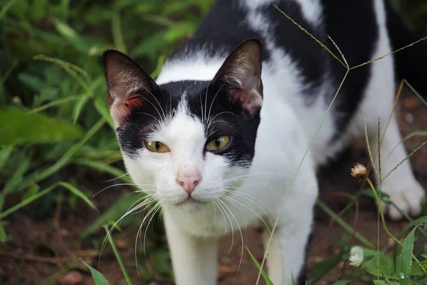 Çim açık havada Tay kedi