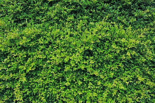 Gröna blad för bakgrund — Stockfoto