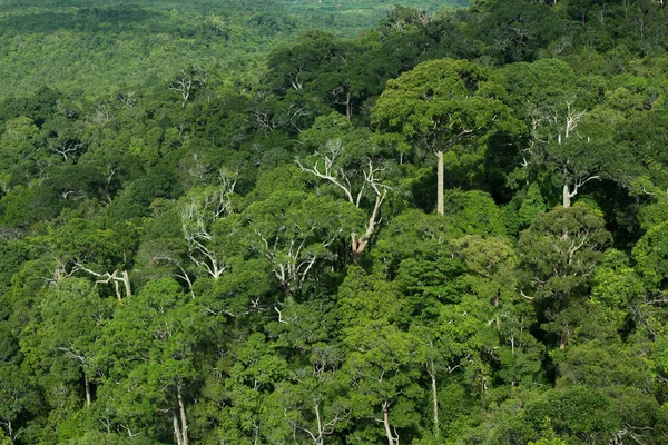 Rainforest džungle pozadí, Thajsko — Stock fotografie
