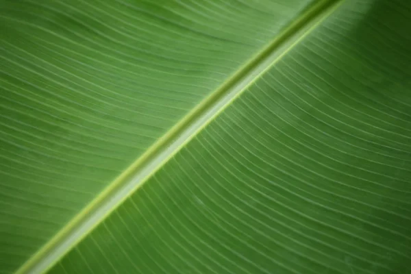 Banana foglia sfondo — Foto Stock