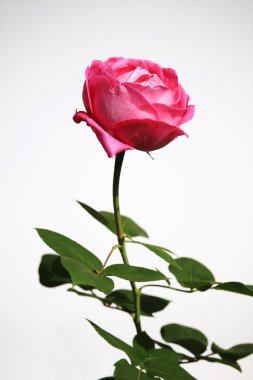 Bahçedeki pembe gül