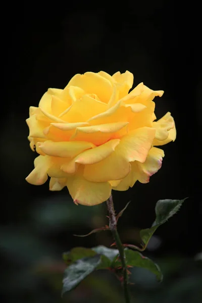 Yellow rose in the garden — Stock Photo, Image
