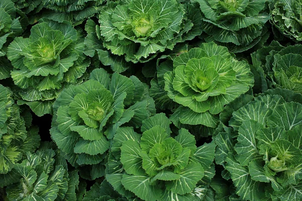 植物の装飾的な色のキャベツ — ストック写真