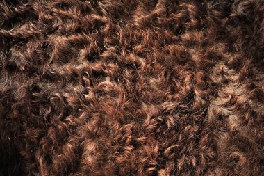 Kahverengi yünden yakın çekim