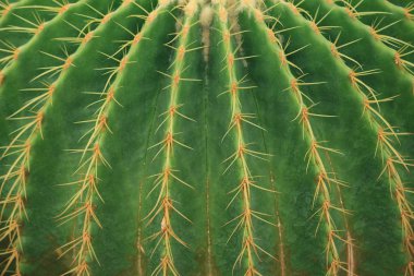 Close up of Golden Barrel Cactus clipart