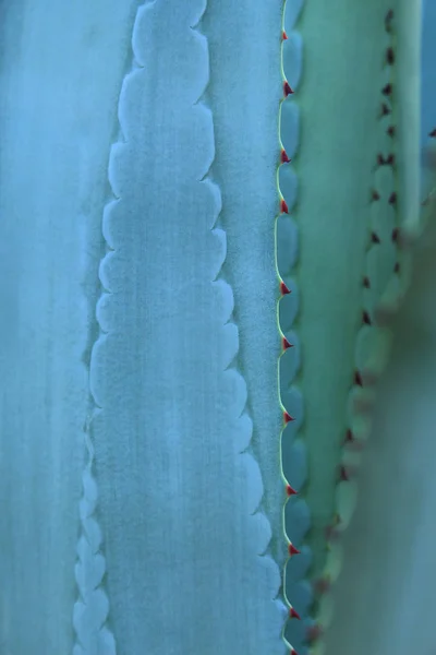 Thorn av cactus leaf textur — Stockfoto