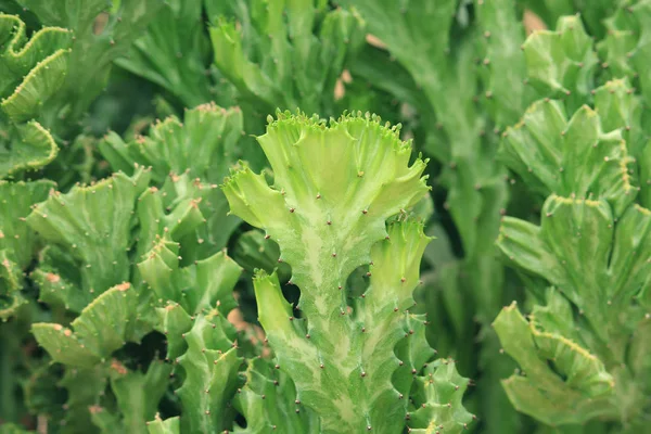 Crested-Euphorbia é uma espécie de cacto — Fotografia de Stock