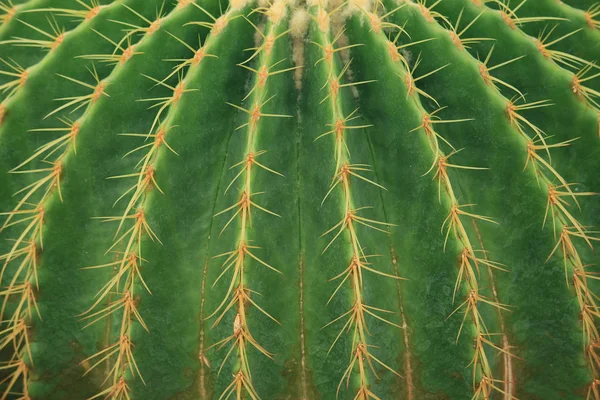 Primer plano de cactus de barril de oro — Foto de Stock