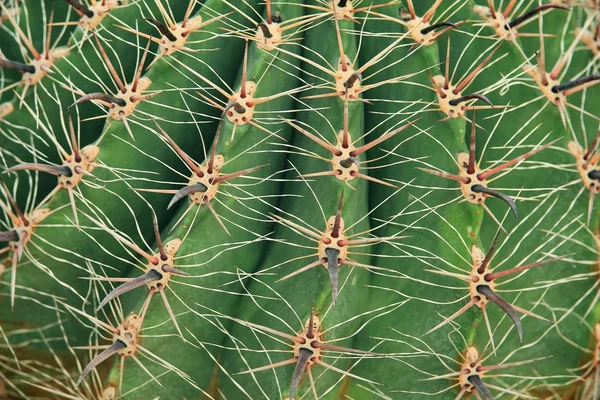 Primer plano de los cactus — Foto de Stock