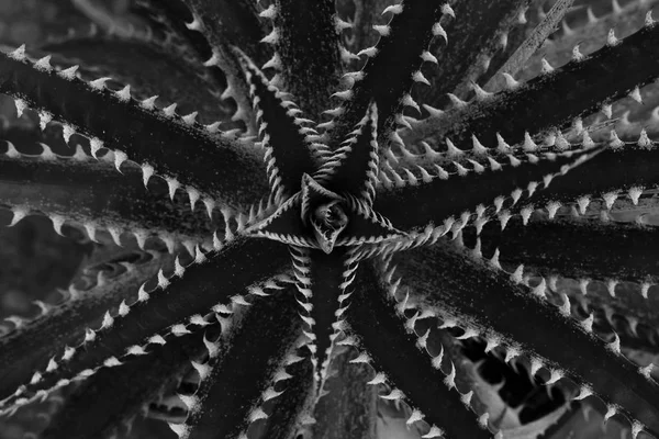 Closeup of orchard pineapple (Dyckia dawsonii) — Stock Photo, Image