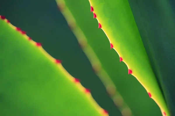 Thorn of cactus leaf texture — Stock Photo, Image