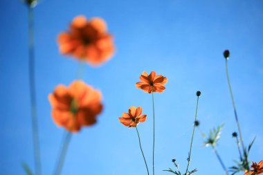 Evren ve mavi gökyüzü