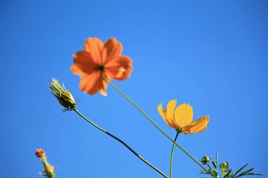 Evren ve mavi gökyüzü