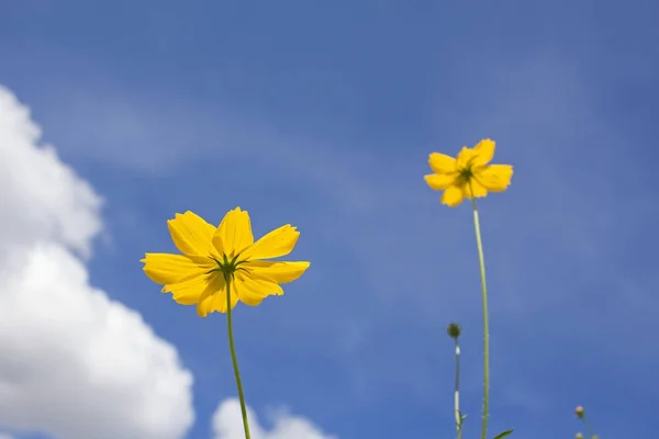 Cosmos and blue sky — Stock Photo, Image