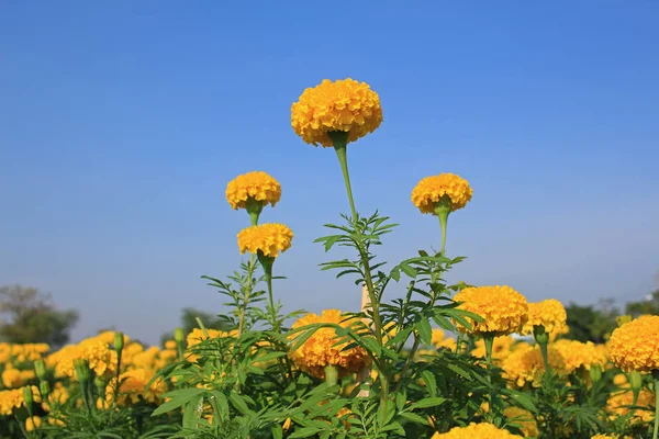 Kadife çiçeği alan mavi gökyüzü ile — Stok fotoğraf