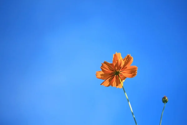 Cosmos and blue sky — Stock Photo, Image