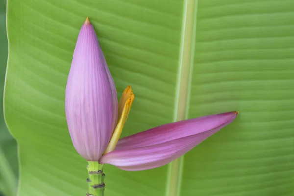 Flor de plátano rosa es hermosa con la naturaleza — Foto de Stock