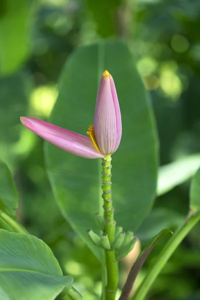 香蕉花是美丽的与自然 — 图库照片