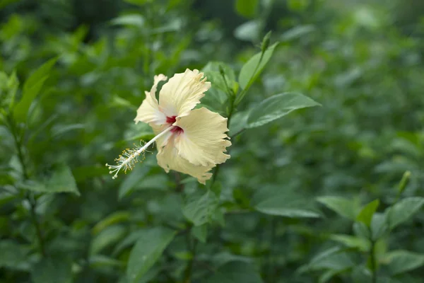 Close up van gele chaba bloem — Stockfoto