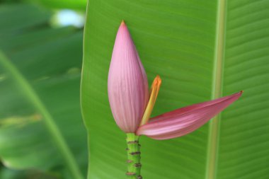 Pembe muz çiçek doğa ile güzeldir