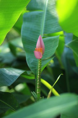 Pembe muz çiçek doğa ile güzeldir