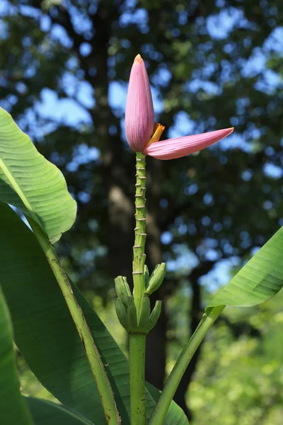 Flor de plátano rosa es hermosa con la naturaleza — Foto de Stock
