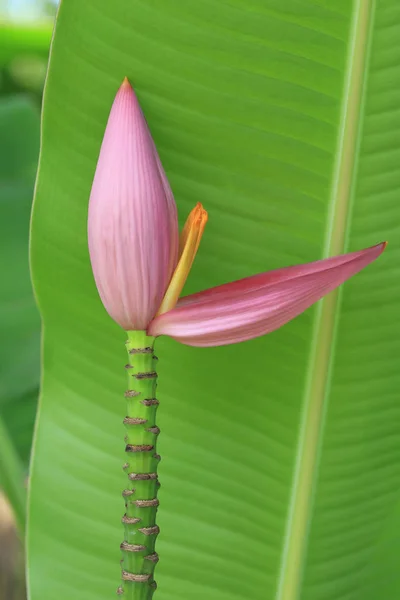 Flor de plátano rosa es hermosa con la naturaleza — Foto de Stock